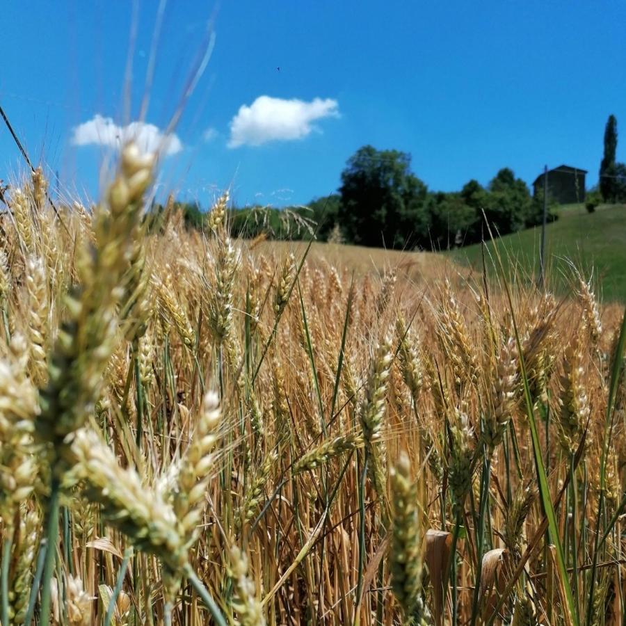 הוילה Guiglia Az. Agr. Agriturismo Nonna Nella מראה חיצוני תמונה